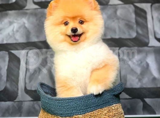 Safkan Irk Pomeranian Oğlumuz Buggy görsel