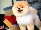 Safkan Irk Pomeranian Oğlumuz Buggy