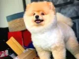 Safkan Irk Pomeranian Oğlumuz Buggy