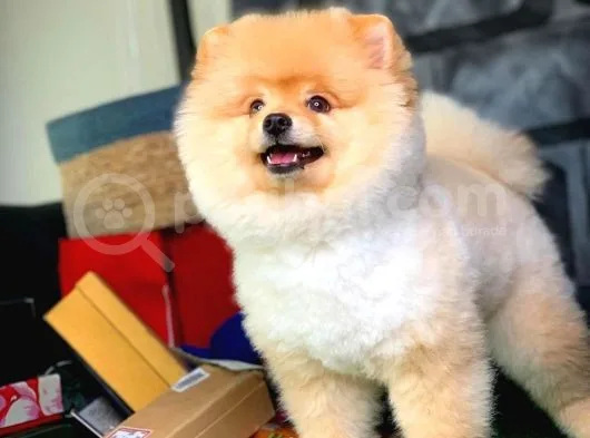Safkan Irk Pomeranian Oğlumuz Buggy