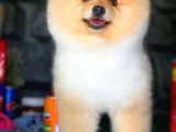 Safkan Irk Pomeranian Oğlumuz Buggy