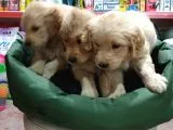 Golden Retriver