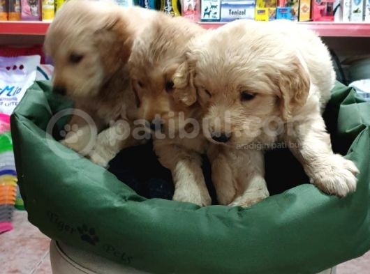 Golden Retriver görsel