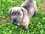Blue Renk Cane Corso Yavrularımız