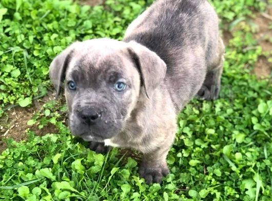 Blue Renk Cane Corso Yavrularımız görsel