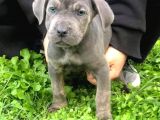 Blue Renk Cane Corso Yavrularımız