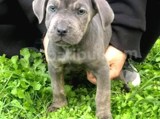 Blue Renk Cane Corso Yavrularımız