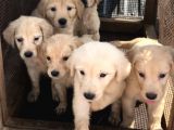 Golden Retriver