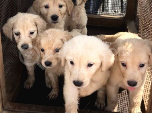 Golden Retriver görsel