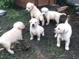 Golden Retriver