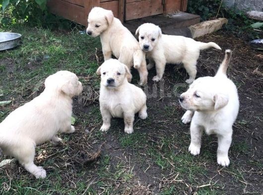 Golden Retriver görsel