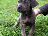 Blue Renk Cane Corso Yavrularımız