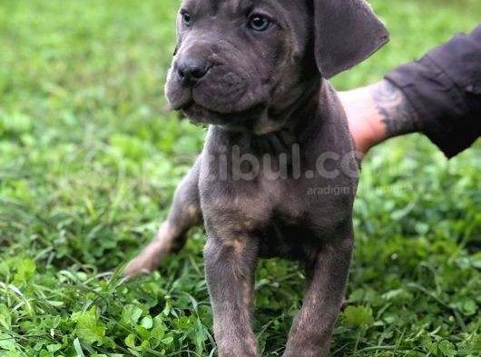 Blue Renk Cane Corso Yavrularımız görsel