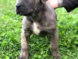 Blue Renk Cane Corso Yavrularımız