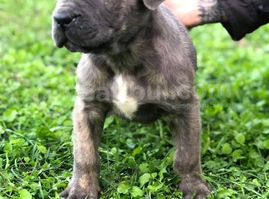 Blue Renk Cane Corso Yavrularımız görsel