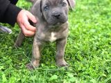 Blue Renk Cane Corso Yavrularımız