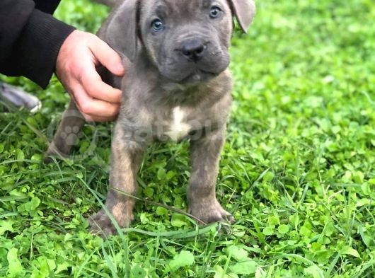 Blue Renk Cane Corso Yavrularımız görsel