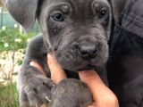 Blue Renk Cane Corso Yavrularımız