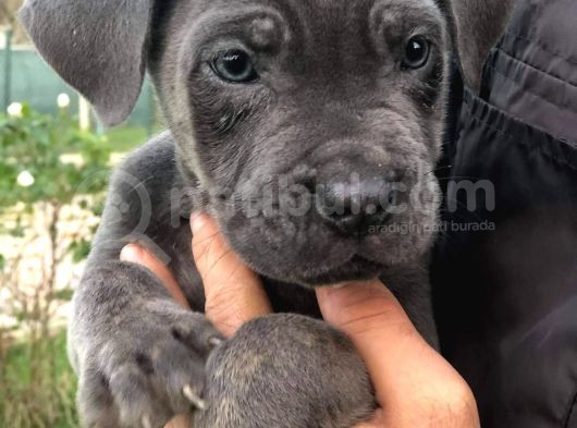 Blue Renk Cane Corso Yavrularımız görsel