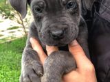 Blue Renk Cane Corso Yavrularımız