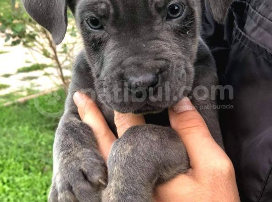 Blue Renk Cane Corso Yavrularımız görsel