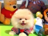 SCR Sertifikalı Yarışma Düzeyi TeddyBear Pomeranian Boo