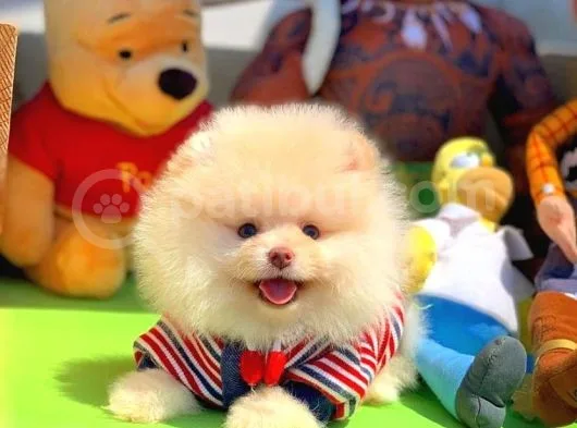 Scr Sertifikalı Yarışma Düzeyi Teddybear Pomeranian Boo