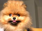 Her Hafta Güncellenen Birbirinden Güzel Pomeranian Boo Yavruları