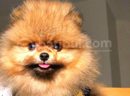 Her Hafta Güncellenen Birbirinden Güzel Pomeranian Boo Yavruları görsel