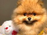Her Hafta Güncellenen Birbirinden Güzel Pomeranian Boo Yavruları