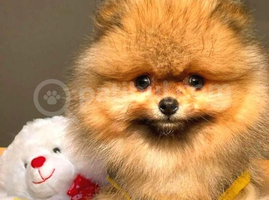 Her Hafta Güncellenen Birbirinden Güzel Pomeranian Boo Yavruları görsel