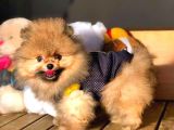 Her Hafta Güncellenen Birbirinden Güzel Pomeranian Boo Yavruları