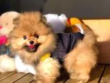 Her Hafta Güncellenen Birbirinden Güzel Pomeranian Boo Yavruları