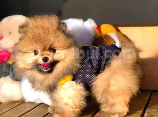 Her Hafta Güncellenen Birbirinden Güzel Pomeranian Boo Yavruları