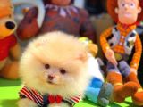 Scr Sertifikalı Yarışma Düzeyi Teddybear Pomeranian Boo
