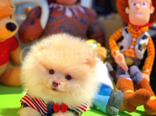 Scr Sertifikalı Yarışma Düzeyi Teddybear Pomeranian Boo görsel