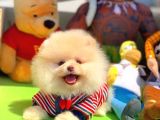 Scr Sertifikalı Yarışma Düzeyi Teddybear Pomeranian Boo