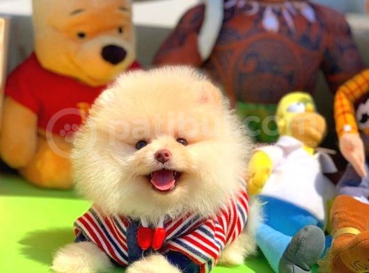 Scr Sertifikalı Yarışma Düzeyi Teddybear Pomeranian Boo görsel