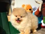 Birbirinden Güzel TeddyBear Orjinal Pomeranian Boo Yavru