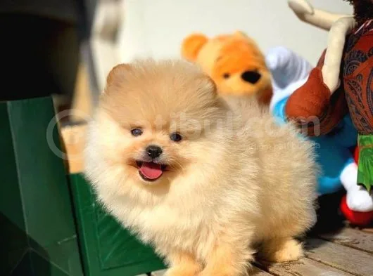 Birbirinden Güzel Teddybear Orjinal Pomeranian Boo Yavru
