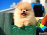 Birbirinden Güzel Teddybear Orjinal Pomeranian Boo Yavru