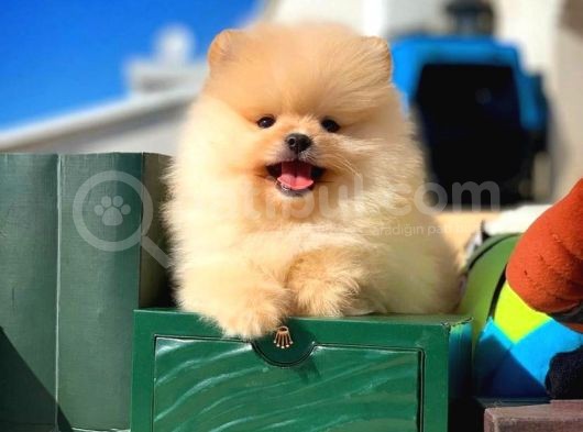 Birbirinden Güzel Teddybear Orjinal Pomeranian Boo Yavru görsel
