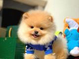 Birbirinden Güzel Teddybear Orjinal Pomeranian Boo Yavru