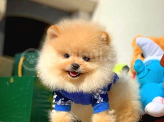 Birbirinden Güzel Teddybear Orjinal Pomeranian Boo Yavru görsel