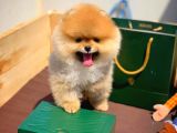 Sağlık Ve Irk Onaylı Scr Sertifikalı Muhteşem Pomeranian Boo Yavruları