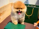 Sağlık ve Irk Onaylı SCR Sertifikalı Muhteşem Pomeranian Boo Yavruları