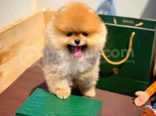 Sağlık Ve Irk Onaylı Scr Sertifikalı Muhteşem Pomeranian Boo Yavruları