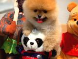 Sağlık Ve Irk Onaylı Scr Sertifikalı Muhteşem Pomeranian Boo Yavruları