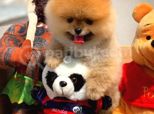 Sağlık Ve Irk Onaylı Scr Sertifikalı Muhteşem Pomeranian Boo Yavruları görsel