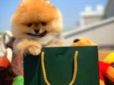 Sağlık Ve Irk Onaylı Scr Sertifikalı Muhteşem Pomeranian Boo Yavruları